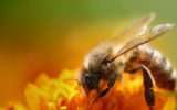 La scomparsa delle api potrebbe causare la fine dell'umanità in 35 anni?
