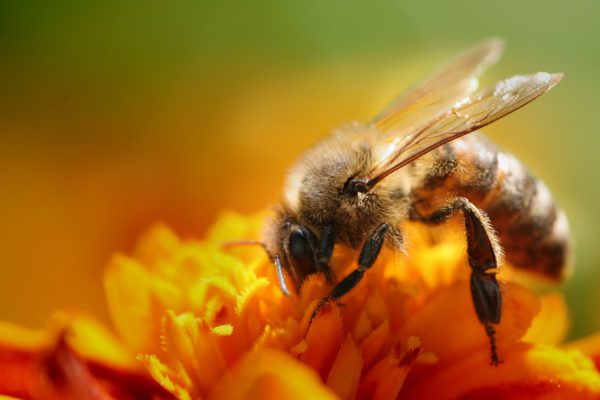 La scomparsa delle api potrebbe causare sconquassi nel mondo