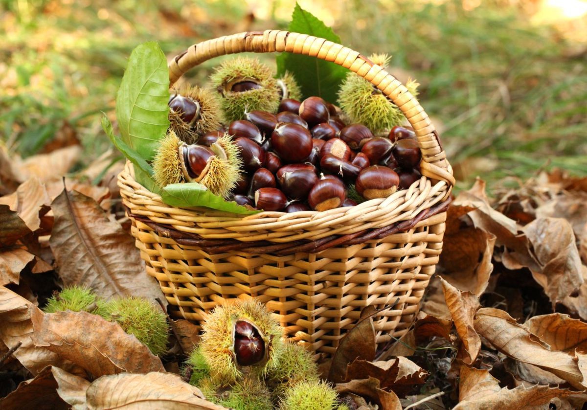 Le castagne: una salutare bontà