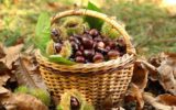 Le castagne: una salutare bontà