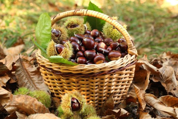 Le castagne: una salutare bontà