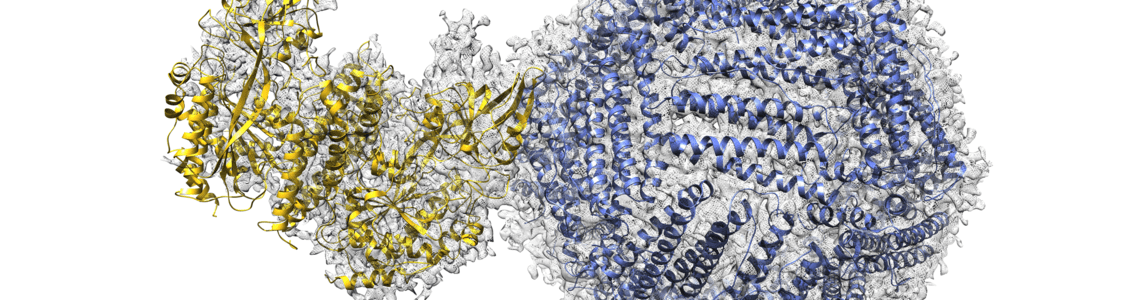 Nanoparticelle per i farmaci antitumorali