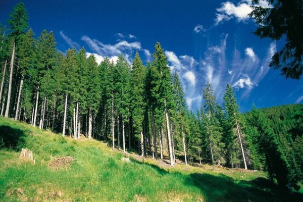 Nuove applicazioni nel settore forestale