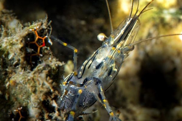 Odori da toccare: quando la bocca diventa naso