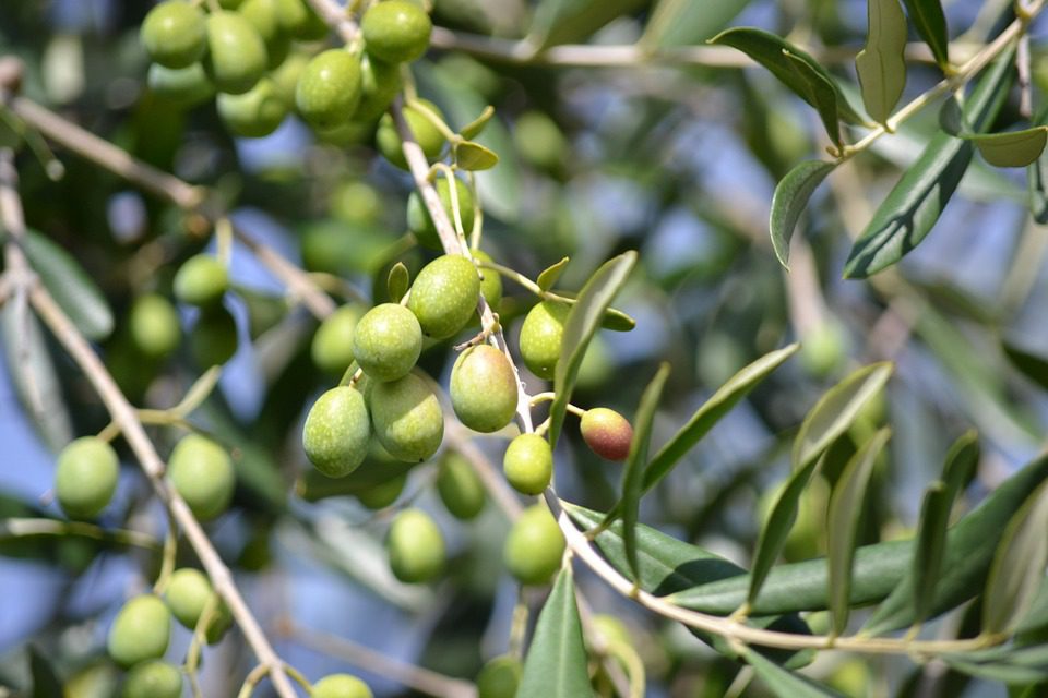 Olio di oliva: bassa produzione e scarsa valorizzazione