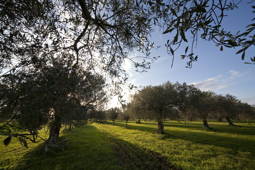 Olio italiano: primato a rischio