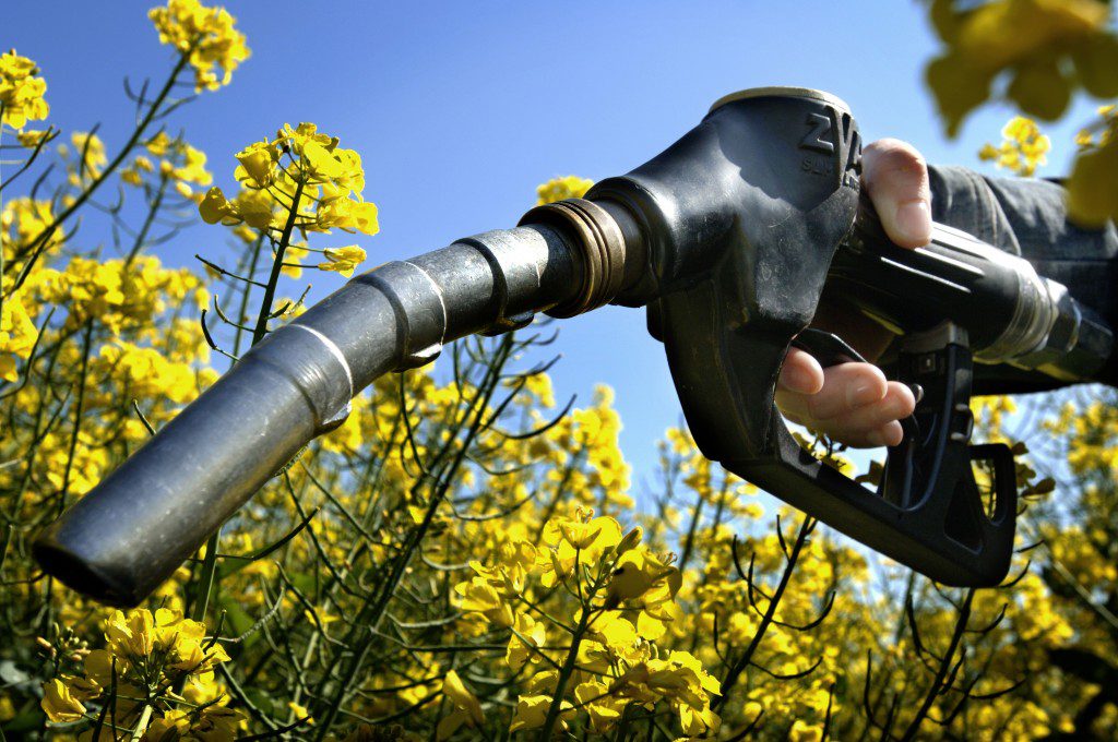 PER IL PASSAGGIO AI BIOCARBURANTI DI SECONDA GENERAZIONE