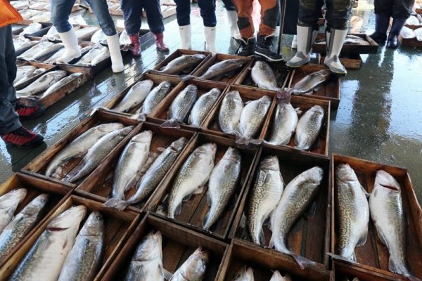 Pesca del merluzzo bianco del Baltico occidentale: approvata dall'UE la posizione negoziale