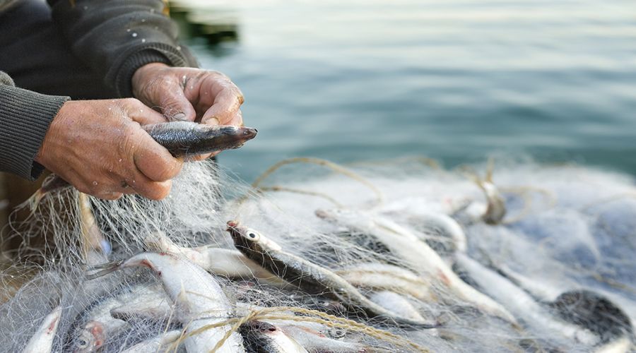 PO FEAMP: pubblicato il bando per la conservazione degli ecosistemi marini