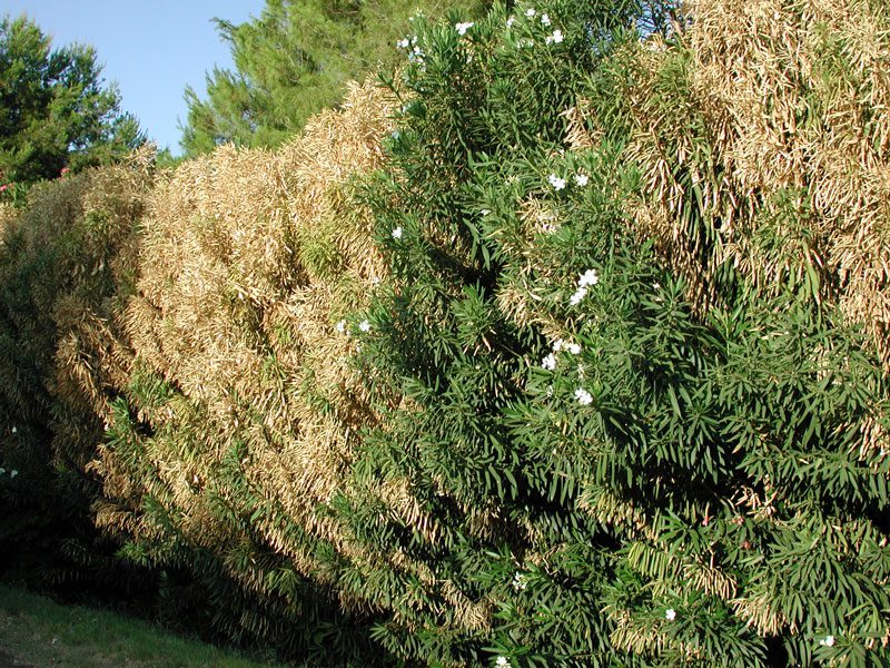 Scoperta un'altra cultivar di olivo resistente alla Xylella