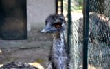 Scuola allo Zoo di Napoli