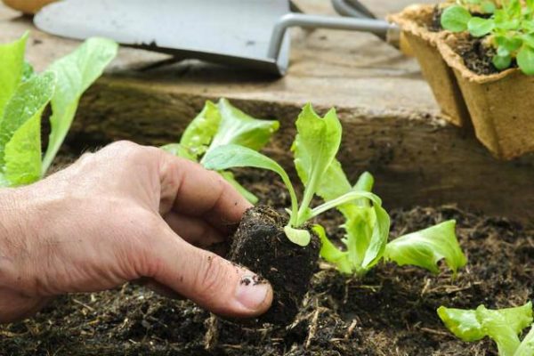 Sei italiani su dieci al lavoro in orti e terrazzi