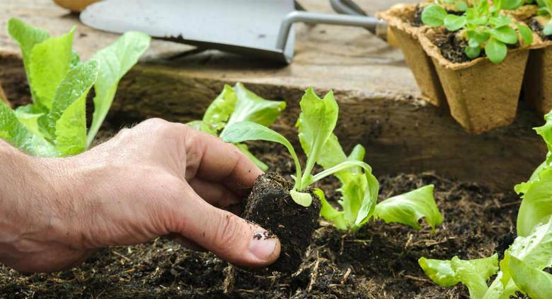 Sei italiani su dieci al lavoro in orti e terrazzi