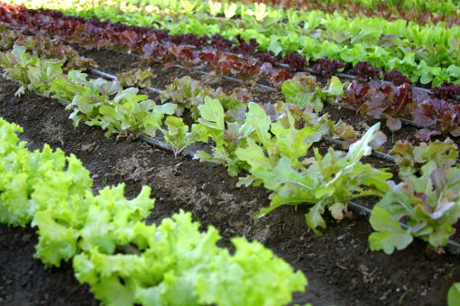 Si riduce la superficie agricola utilizzabile