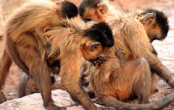 STRESS? LE SCIMMIE INSEGNANO