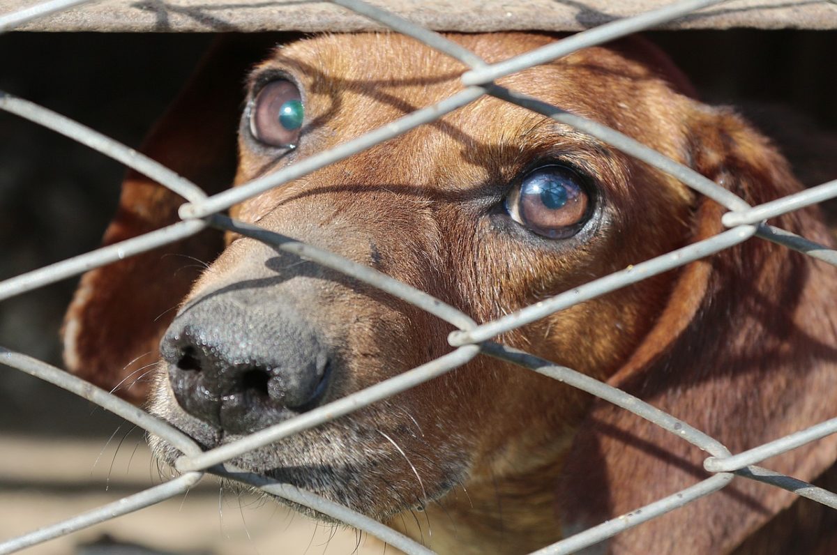 Traffico di animali: un giro d'affari milionario