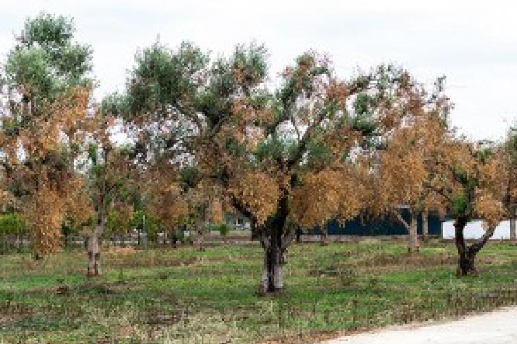 Un dispositivo per la diagnostica di Xylella fastidiosa