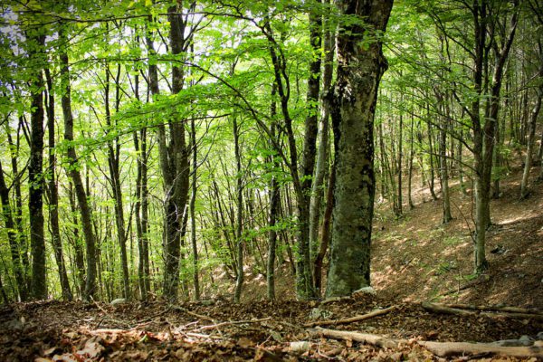 Un piano strategico delle Nazioni Unite per le foreste