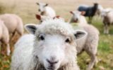 Unesco: al via la transumanza senza un milione di pecore
