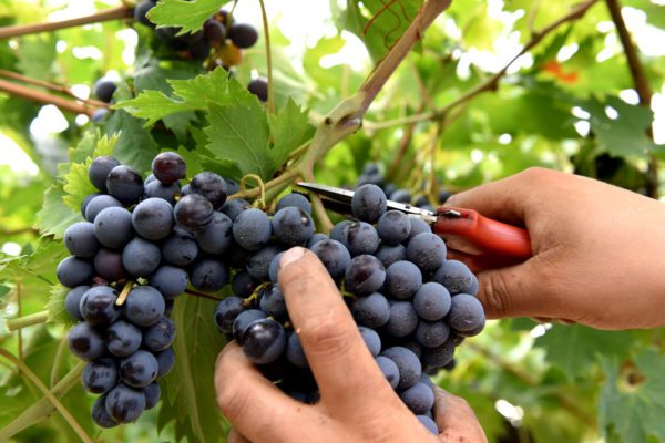 Vendemmia 2019: le condizioni climatiche promettono un buon raccolto