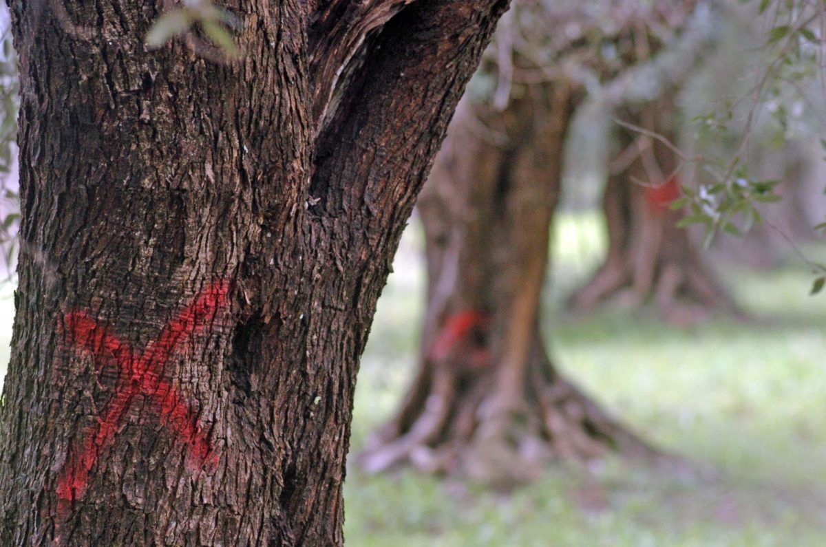 Xylella fastidiosa: una soluzione dal Canada