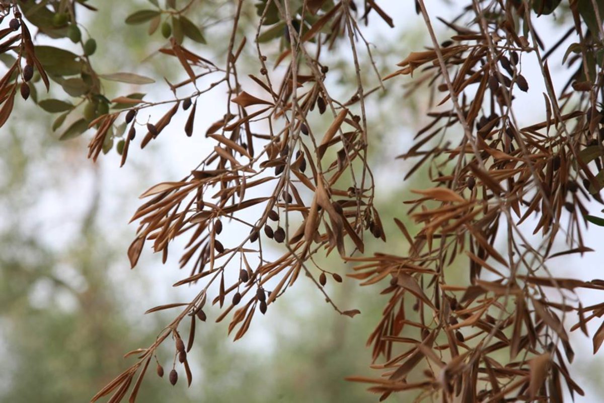 Xylella: ora definire gli obiettivi e rilanciare olivicoltura