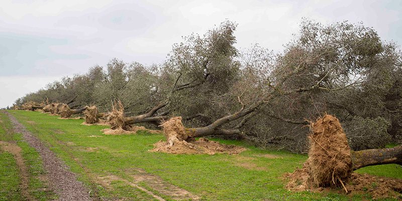 Xylella: prima scoperta in Olanda