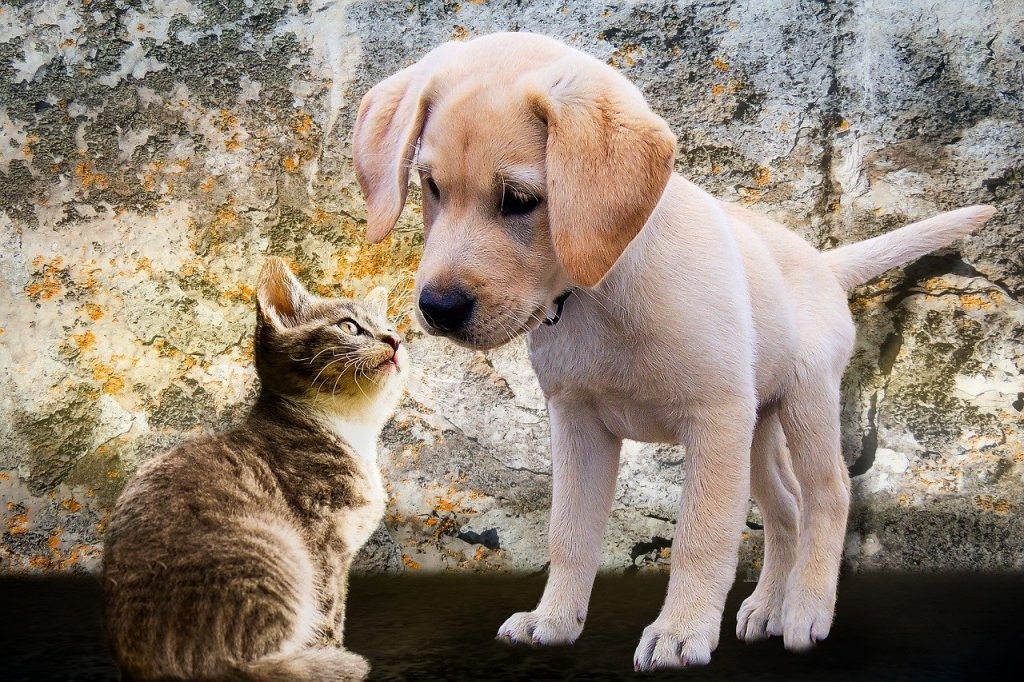 Un'applicazione di dating per gli amanti degli animali