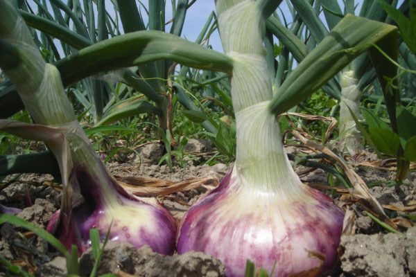 Una cipolla da record: la rossa di Breme, un nuovo Presidio Slow Food