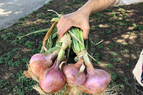 La Cipolla di Airola è un nuovo Presidio Slow Food: scopriamo il perché!