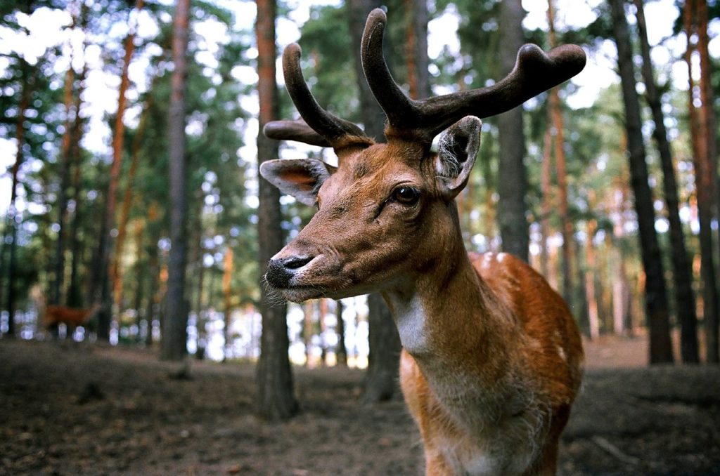 fauna selvatica