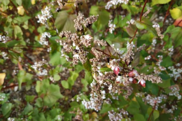 Grano saraceno di Terragnolo: continua il Viaggio nell’Italia dei Presìdi