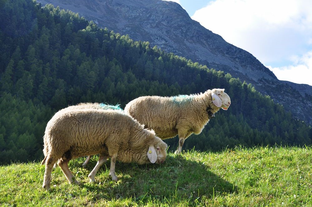 Pecora della Val Senales, nuovo Presidio Slow Food