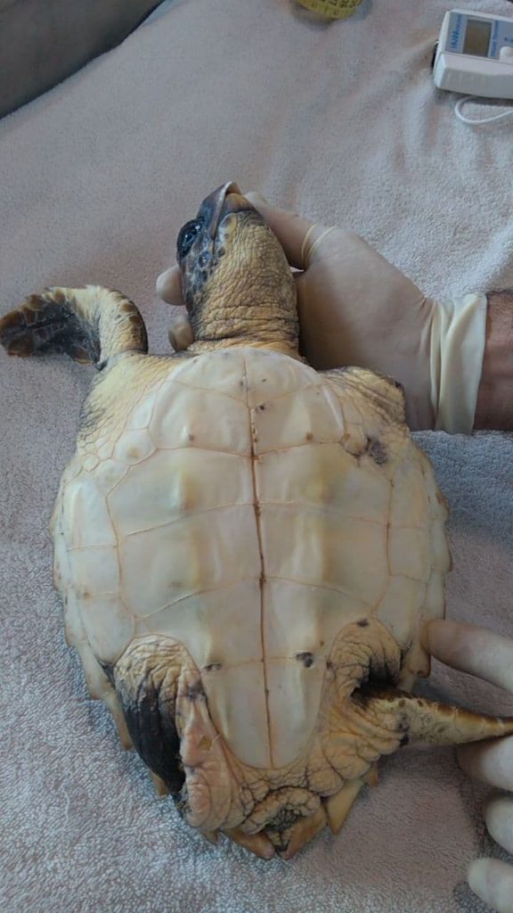 Turtle Point della Stazione Dohrn a Portici: è stata salvata “Cannella”