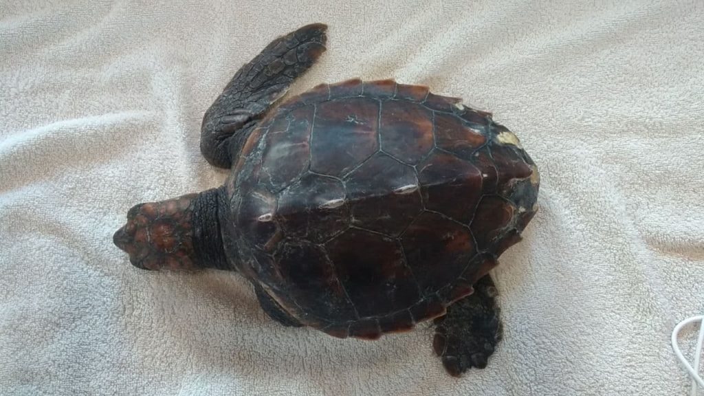 Turtle Point della Stazione Dohrn a Portici: è stata salvata “Cannella”