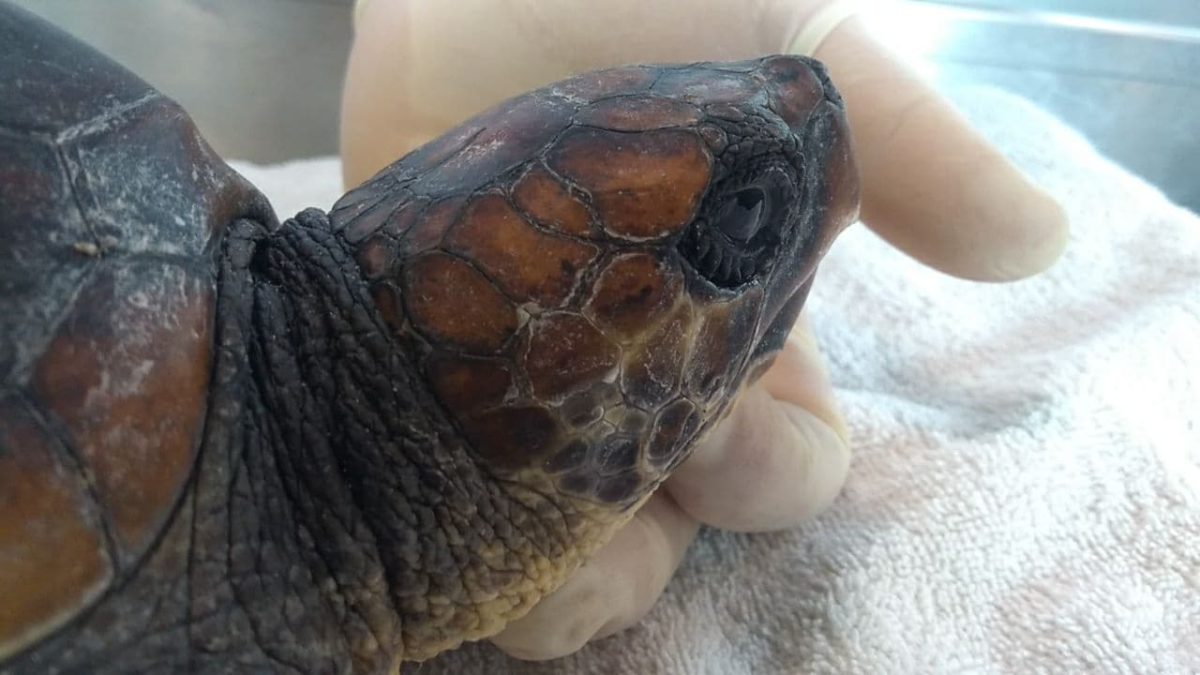 Turtle Point della Stazione Dohrn a Portici: è stata salvata “Cannella”