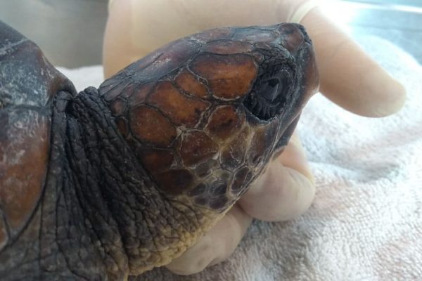 Turtle Point della Stazione Dohrn a Portici: è stata salvata “Cannella”