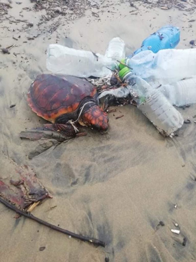 Turtle Point della Stazione Dohrn a Portici: è stata salvata “Cannella”