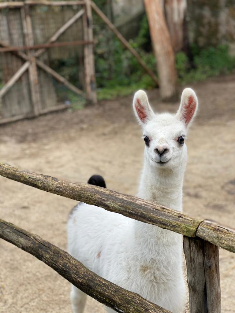 Allo Zoo di Napoli passeggiate nel verde tra vegetazione e animali