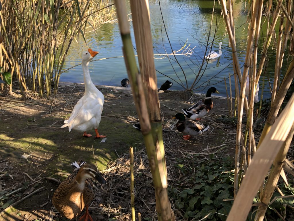 Allo Zoo di Napoli passeggiate nel verde tra vegetazione e animali