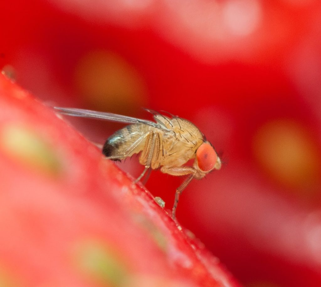 Drosophila suzukii: pronta una nuova arma