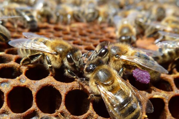 L’ape nera del Ponente ligure è un nuovo Presidio Slow Food