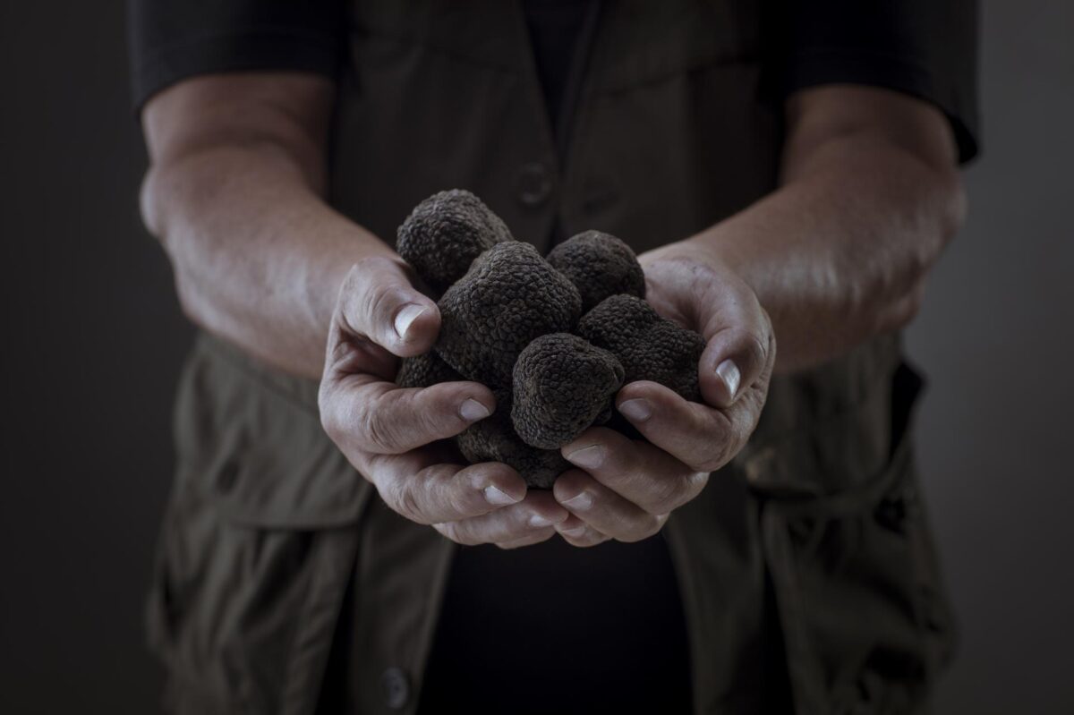 Tartufo tutto l’anno: il microhabitat del bosco riprodotto all’interno di una vetrina refrigerata