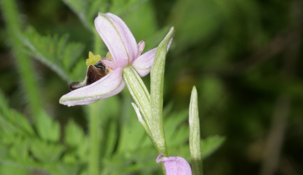 Le orchidee selvatiche dei Monti Tifatini