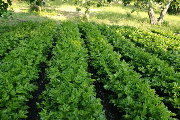 Il sedano di Gesualdo, ad Avellino, è un nuovo Presidio Slow Food