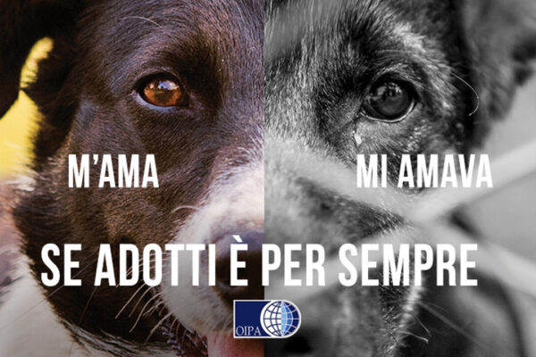 OIPA e la sua campagna anti-abbandono