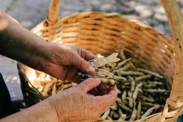 Il fagiolo poverello, in Calabria, è un nuovo Presidio Slow Food