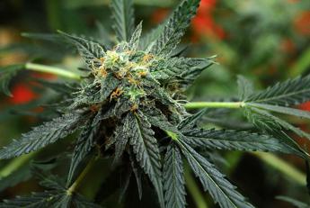 Usa, governatore Maryland concede grazia a 175mila condannati per marijuana