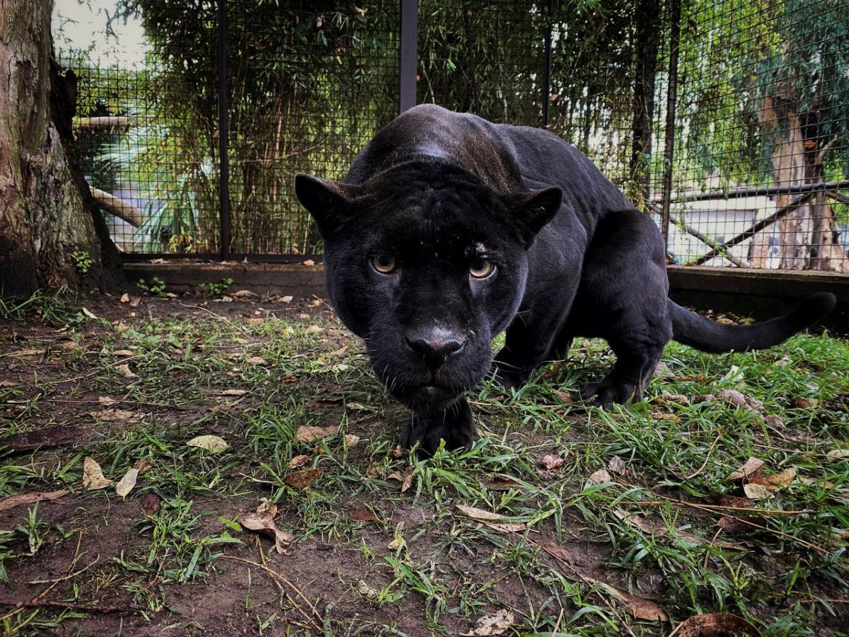 Allo Zoo di Napoli è arrivata una coppia di giaguari