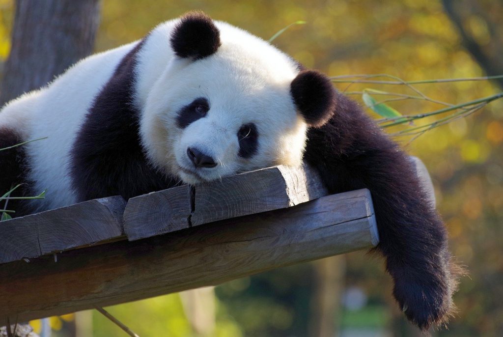 Panda giganti: il 2021 festeggia nuove nascite